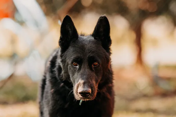 Pies do adopcji, Czartki, 10 lutego 2025 (3/5)