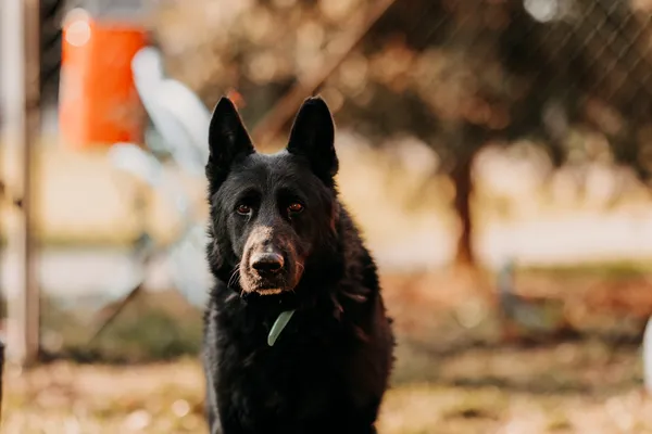 Pies do adopcji, Czartki, 10 lutego 2025 (4/5)