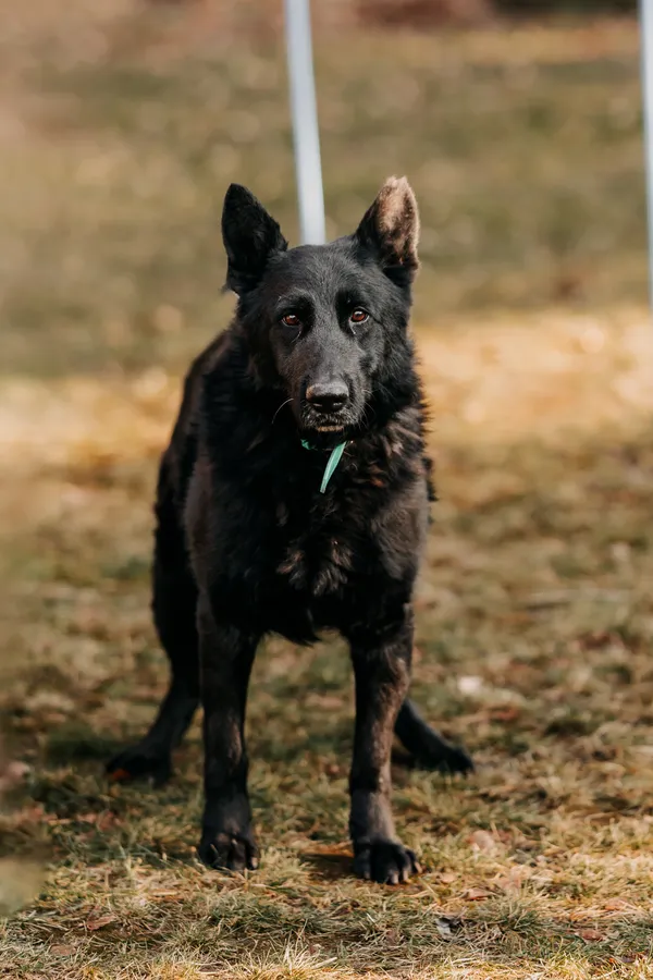 Pies do adopcji, Czartki, 10 lutego 2025 (5/5)