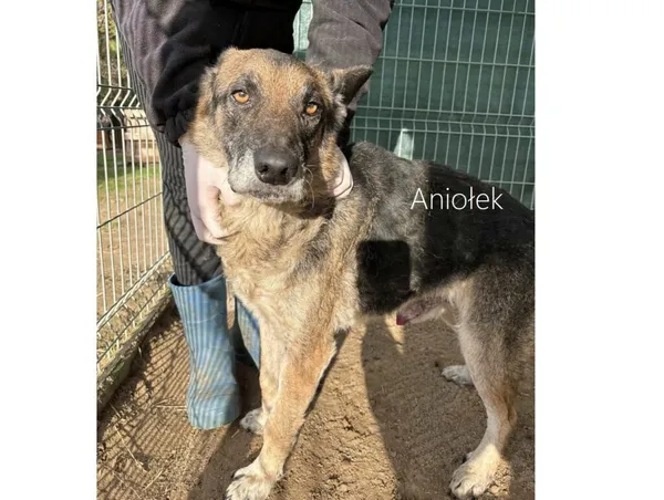 Pies do adopcji, Przyborówko, 10 lutego 2025 (4/4)