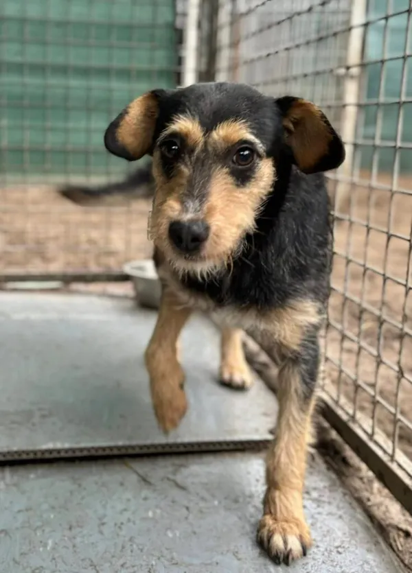 Pies do adopcji, Przyborówko, 28 lipca 2025 (1/5)