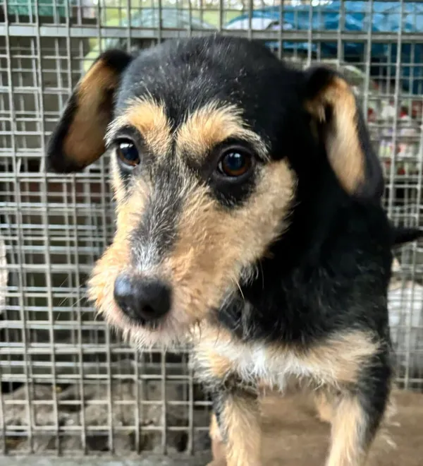 Pies do adopcji, Przyborówko, 28 lipca 2025 (2/5)