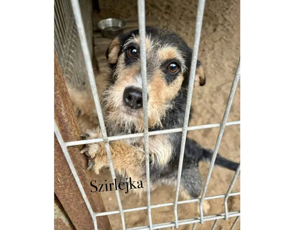 Pies do adopcji, Przyborówko, 28 lipca 2025 (4/5)
