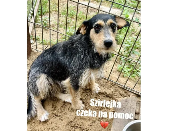 Pies do adopcji, Przyborówko, 28 lipca 2025 (5/5)