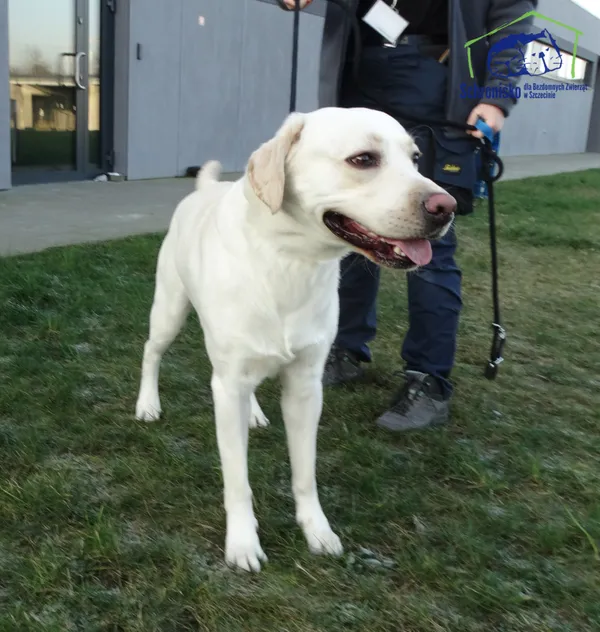 Znaleziono psa, Szczecin, 10 lutego 2025 (1/2)