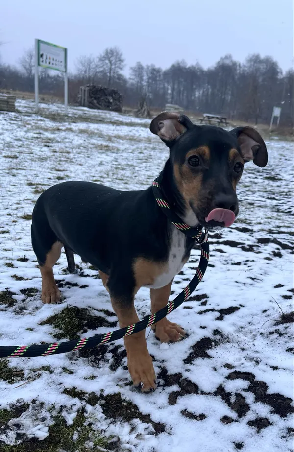 Pies do adopcji, Włocławek, 10 lutego 2025 (1/5)