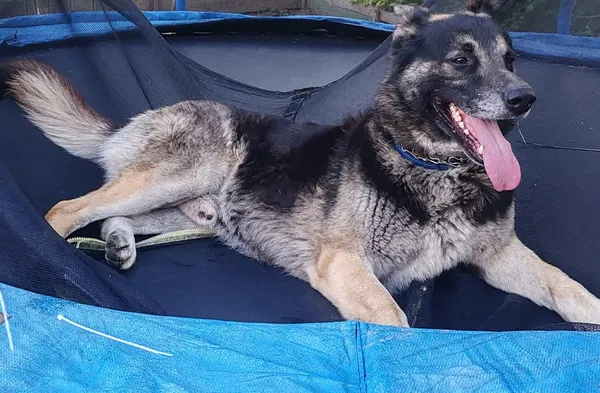 Zaginął pies, Jarosław, 11 lutego 2025 (1/4)