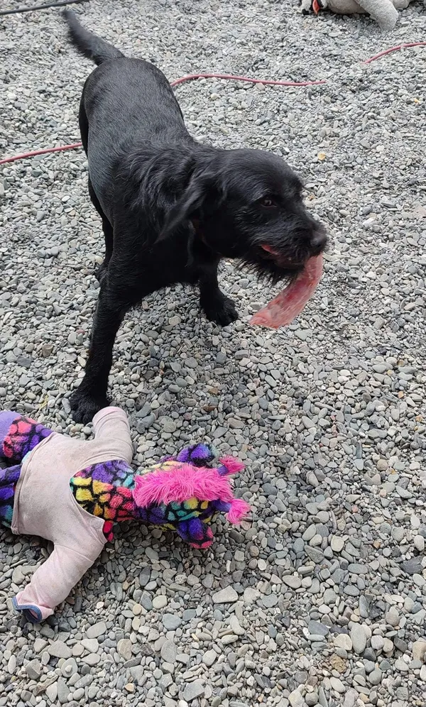 Zaginął pies, Jarosław, 11 lutego 2025 (1/3)