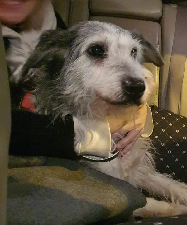 Zaginął pies, Dziekanów Polski, 11 lutego 2025