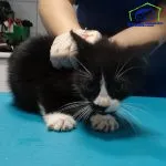 Kot do adopcji, Szczecin, 8 lutego 2025