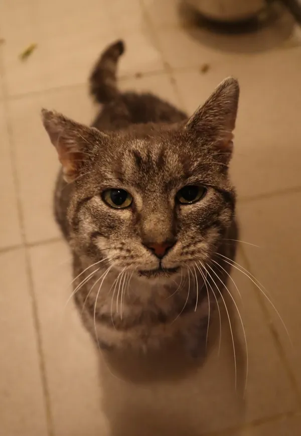 Kot do adopcji, Częstochowa, 14 kwietnia 2024 (1/3)