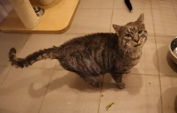 Kot do adopcji, Częstochowa, 14 kwietnia 2024 (2/3)