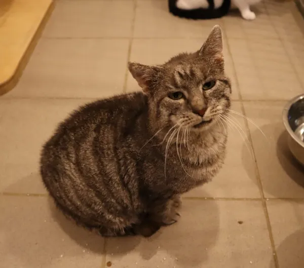 Kot do adopcji, Częstochowa, 14 kwietnia 2024 (3/3)