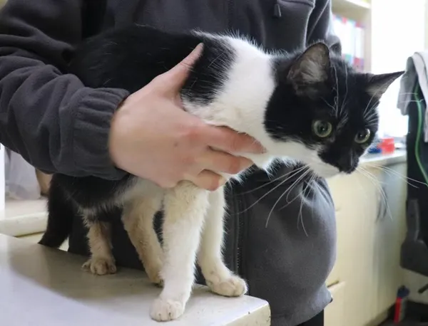 Znaleziono psa, Łódź, 11 lutego 2025 (2/2)