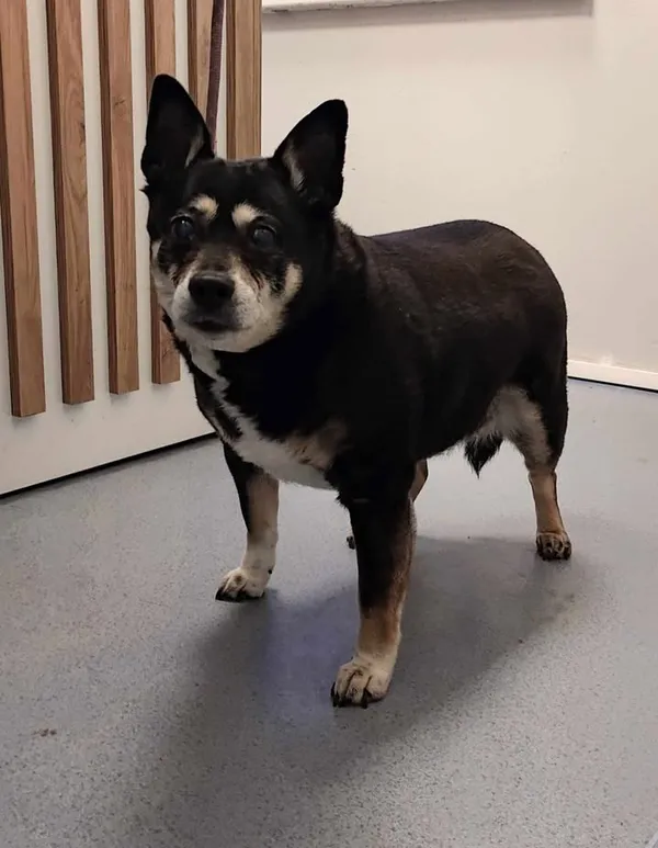 Znaleziono psa, Lublin, 10 lutego 2025