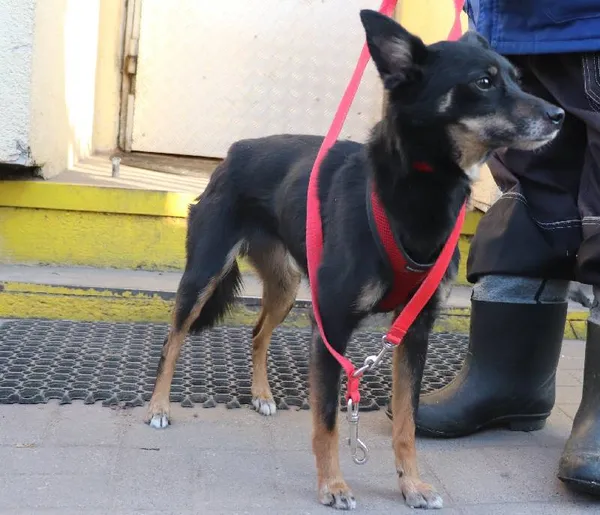 Znaleziono psa, Łódź, 10 lutego 2025 (1/2)