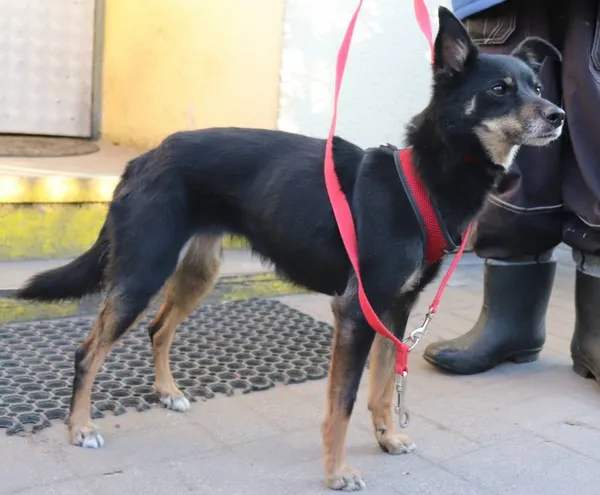 Znaleziono psa, Łódź, 10 lutego 2025 (2/2)