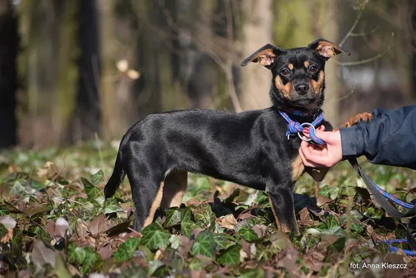 Znaleziono psa, Toruń, 31 stycznia 2025