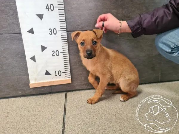 Znaleziono psa, Chełmek, 11 lutego 2025