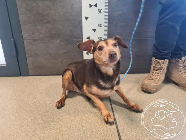 Znaleziono psa, Chełmek, 10 lutego 2025