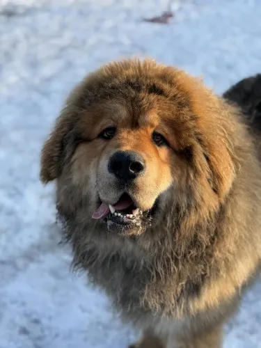 Pies do adopcji, Kraków, 11 stycznia 2025 (1/5)