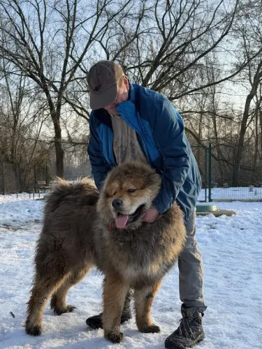 Pies do adopcji, Kraków, 11 stycznia 2025 (3/5)