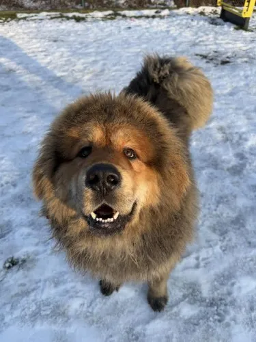 Pies do adopcji, Kraków, 11 stycznia 2025 (4/5)