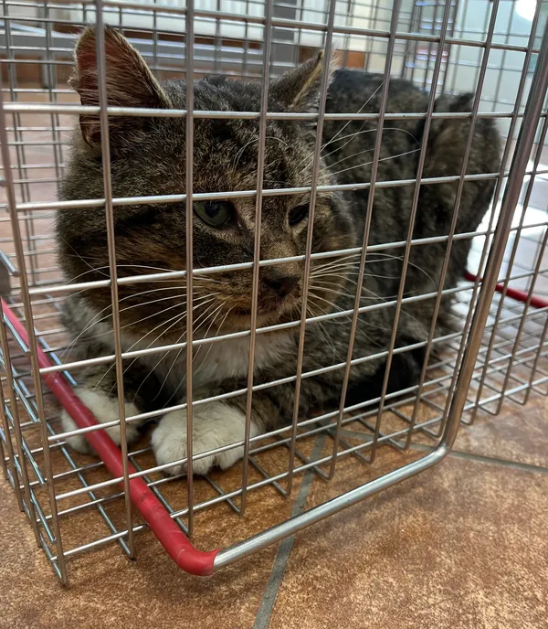 Znaleziono kota, Dobra, 11 lutego 2025