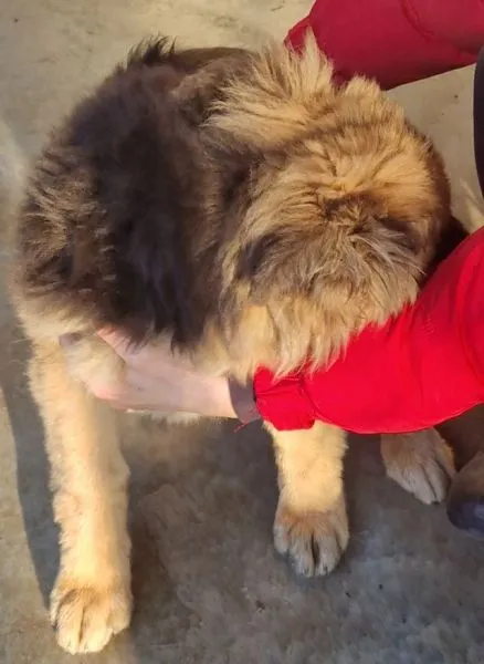 Znaleziono psa, Radom, 10 lutego 2025