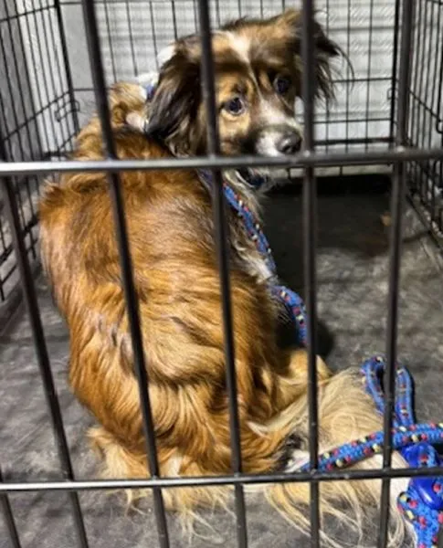 Znaleziono psa, Radom, 10 lutego 2025