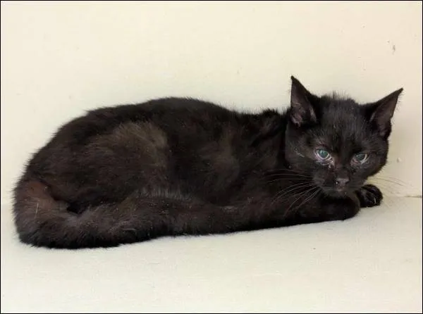 Znaleziono kota, Grudziądz, 11 lutego 2025