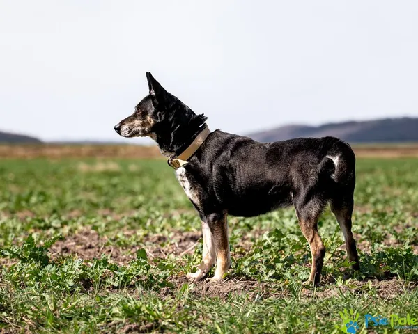 Znaleziono psa, Racławice, 10 lutego 2025 (1/5)