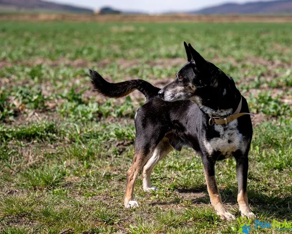 Znaleziono psa, Racławice, 10 lutego 2025 (2/5)