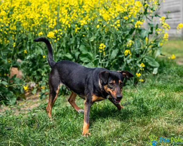 Znaleziono psa, Racławice, 10 lutego 2025 (1/5)