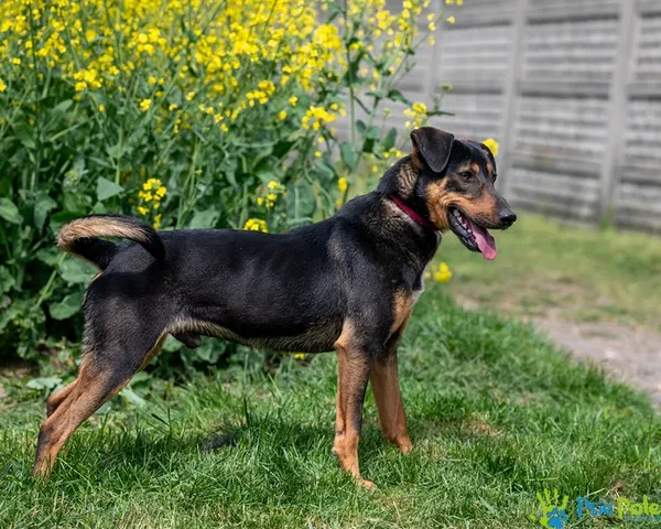 Znaleziono psa, Racławice, 10 lutego 2025 (2/5)