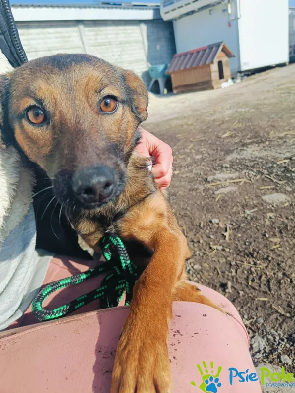 Znaleziono psa, Racławice, 7 lutego 2025 (1/5)