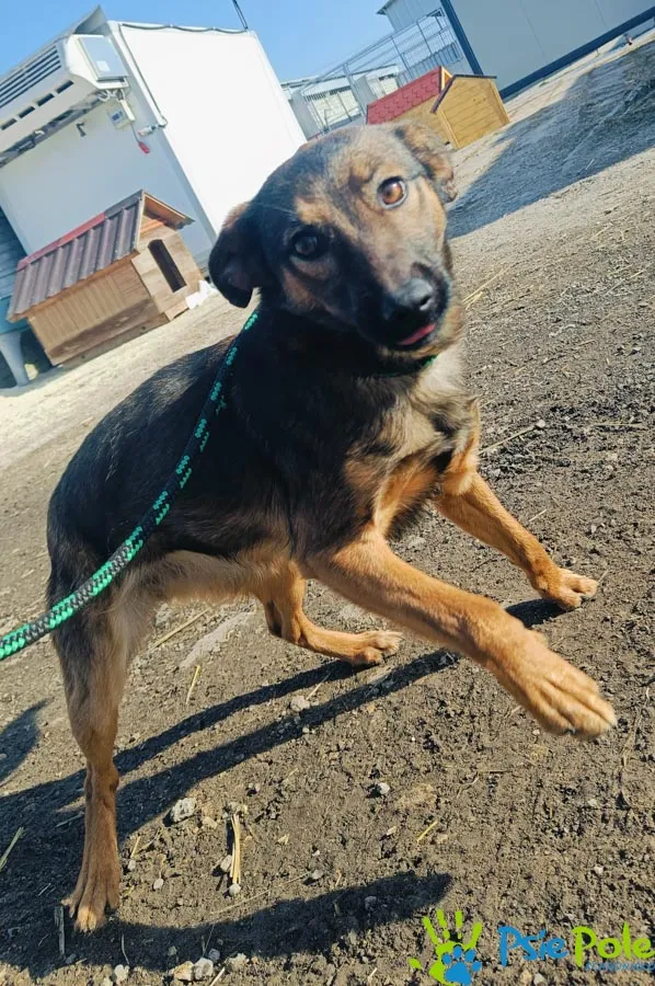 Znaleziono psa, Racławice, 7 lutego 2025 (2/5)