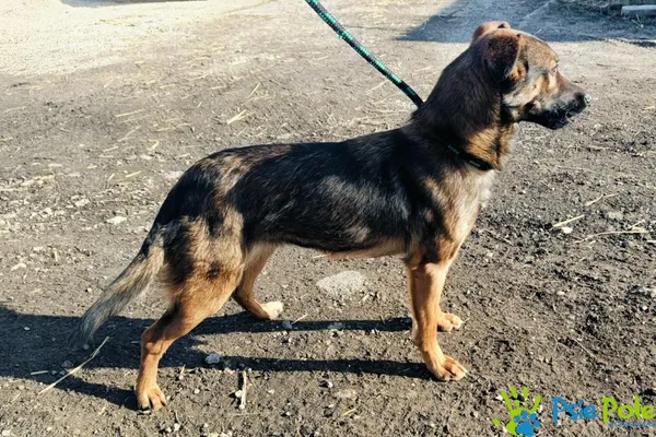 Znaleziono psa, Racławice, 7 lutego 2025 (3/5)