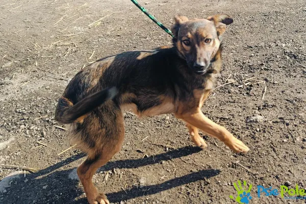 Znaleziono psa, Racławice, 7 lutego 2025 (4/5)