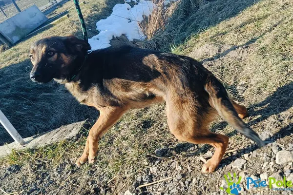 Znaleziono psa, Racławice, 7 lutego 2025 (5/5)