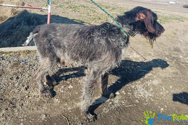 Znaleziono psa, Racławice, 7 lutego 2025 (2/4)