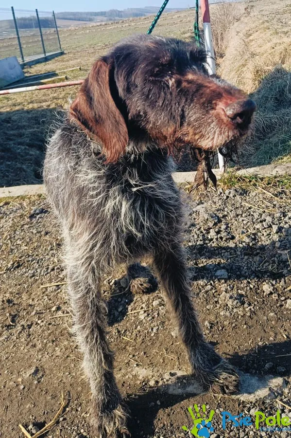 Znaleziono psa, Racławice, 7 lutego 2025 (4/4)