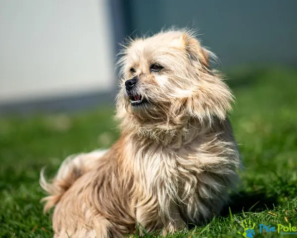 Znaleziono psa, Racławice, 7 lutego 2025 (1/5)