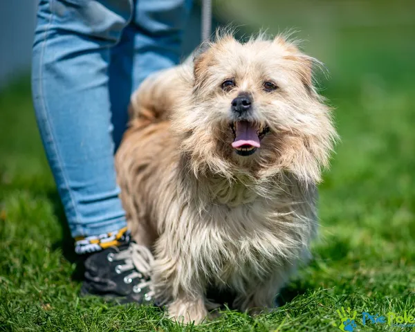 Znaleziono psa, Racławice, 7 lutego 2025 (5/5)