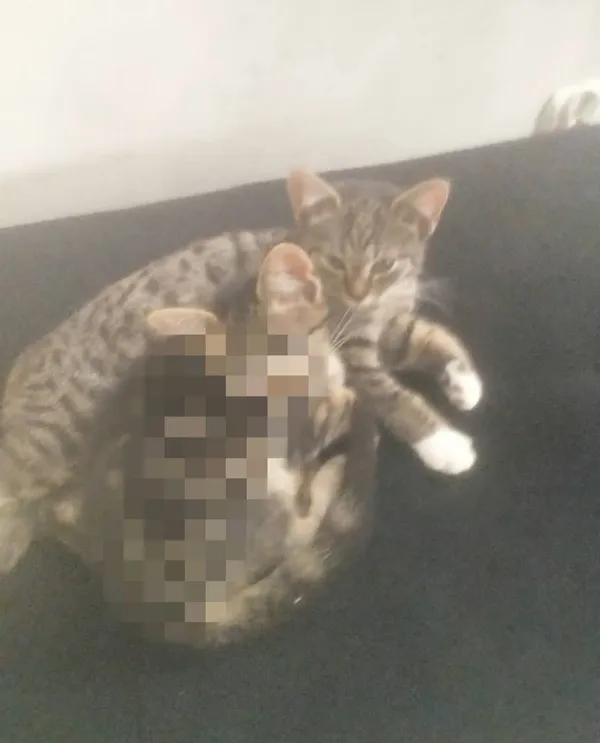 Zaginął kot, Moczydło, 12 lutego 2025 (2/2)