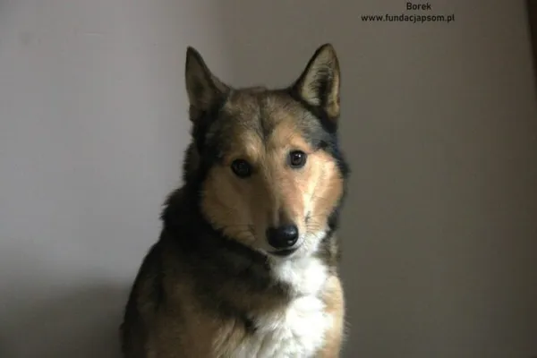 Pies do adopcji, Nowy Dwór Mazowiecki, 11 lutego 2025 (1/5)