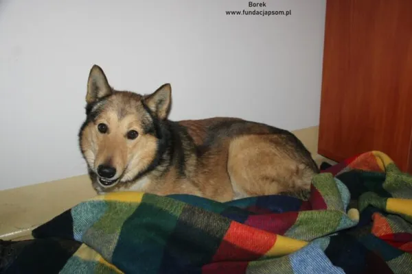 Pies do adopcji, Nowy Dwór Mazowiecki, 11 lutego 2025 (5/5)