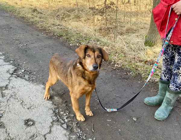 Pies do adopcji, gmina Platerówka, 11 lutego 2025 (4/4)