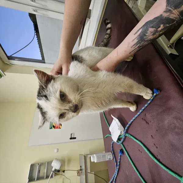 Kot do adopcji, Choszczno, 17 stycznia 2025
