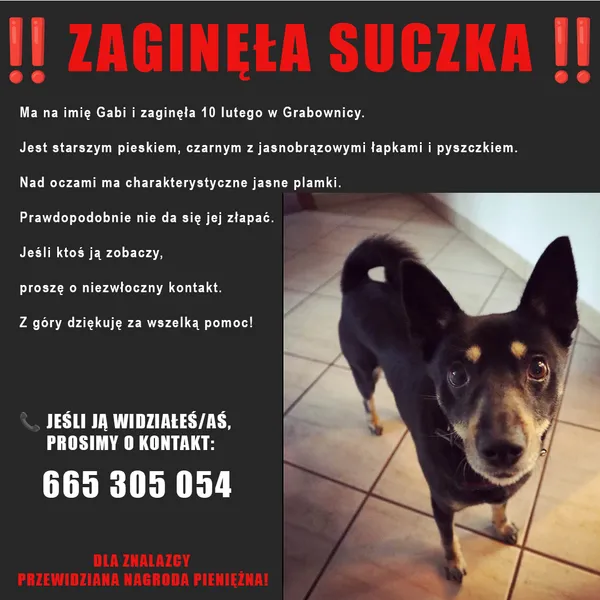 Zaginął pies, Grabownica Starzeńska, 12 lutego 2025 (1/5)